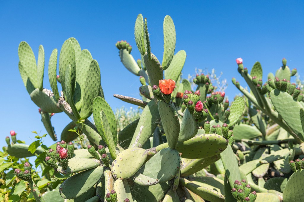 cactus-cadaques-catalogne